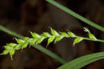 Lined sedge